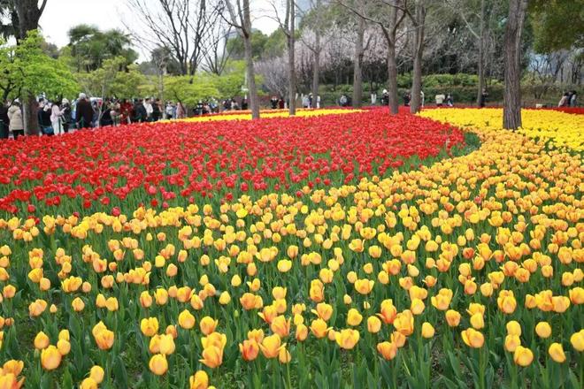 跑进花海！跑进春天！5000跑友畅享静安“Σ生态绣带”赛道九游体育(图6)